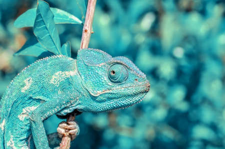 Macro shots, Beautiful nature scene green chameleonの写真素材
