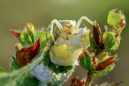 Macro of yellow crab spider (Misumena vatia) on petal daisy flowerの写真素材
