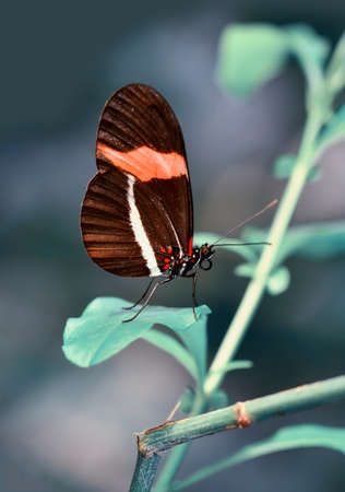 Macro shots, Beautiful nature scene. Closeup beautiful butterfly sitting on the flower in a summer...