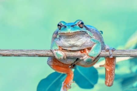 Beautiful Europaean Tree frog Hyla arboreaの写真素材