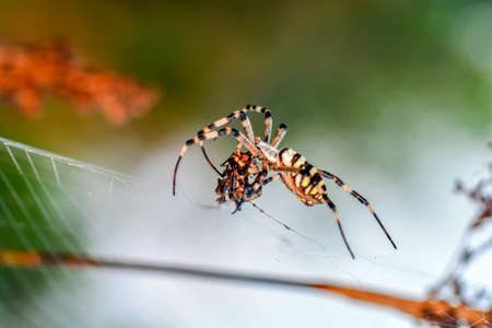 Beautiful spider on a spider webの写真素材