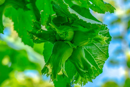 Green Young hazelnuts in the gardenの写真素材