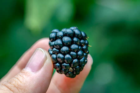 Blackberries some ripe, some not growing wildの写真素材