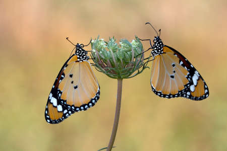 Macro shots, Beautiful nature scene. Closeup beautiful butterfly sitting on the flower in a summer...