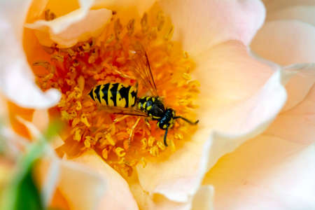 Beautiful Median wasp (Dolichovespula) portraitの写真素材