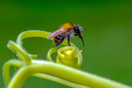 Image of bee or honeybee on yellow flower collects nectar. Golden honeybee on flower pollen with...