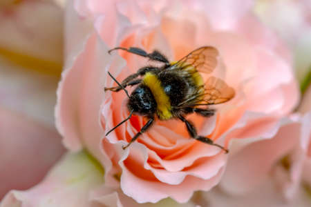 Image of bee or honeybee on yellow flower collects nectar. Golden honeybee on flower pollen with...