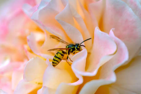 Beautiful Median wasp (Dolichovespula) portraitの写真素材