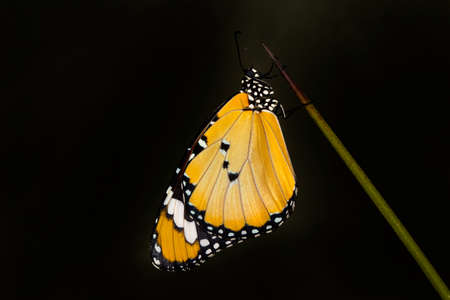 Macro shots, Beautiful nature scene. Closeup beautiful butterfly sitting on the flower in a summer...