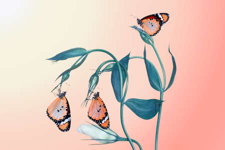 Macro shots, Beautiful nature scene. Closeup beautiful butterfly sitting on the flower in a summer garden.の写真素材