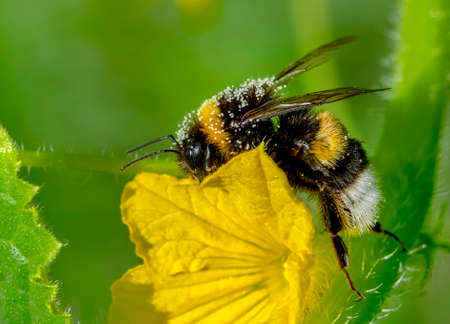 Image of bee or honeybee on yellow flower collects nectar. Golden honeybee on flower pollen with space blur background for text.の写真素材