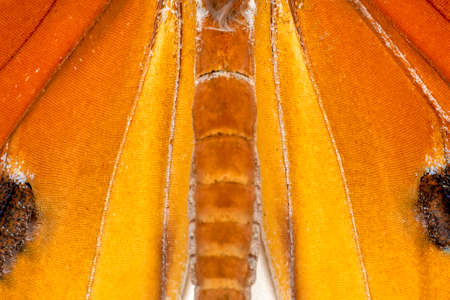 Macro Butterfly wing background, Danaus chrysippus