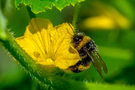 Image of bee or honeybee on yellow flower collects nectar. Golden honeybee on flower pollen with...