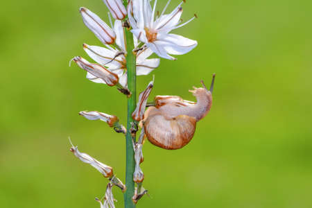 Close up beautiful Snail in the gardenの写真素材