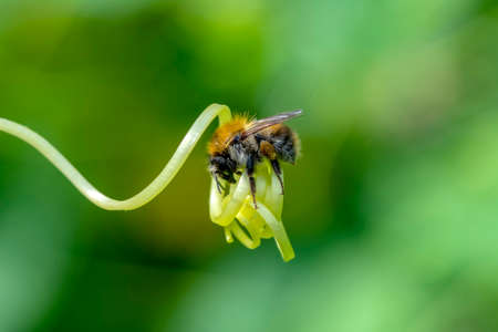 Image of bee or honeybee on yellow flower collects nectar. Golden honeybee on flower pollen with...