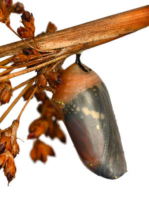 Closeup beautiful Monarch Butterfly and Chrysalis. Concept transformation of Butterflyの写真素材