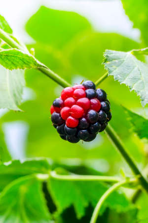 Blackberries some ripe, some not growing wildの写真素材