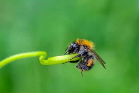 Image of bee or honeybee on yellow flower collects nectar. Golden honeybee on flower pollen with space blur background for text.の写真素材