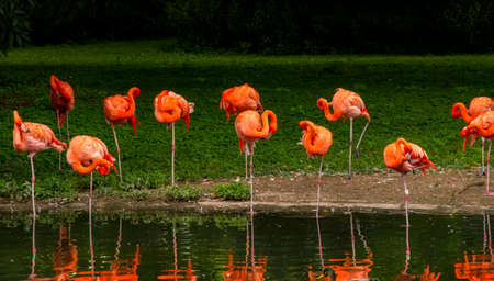 Flamingos or flamingoes are a type of wading bird in the family Phoenicopteridae.の写真素材