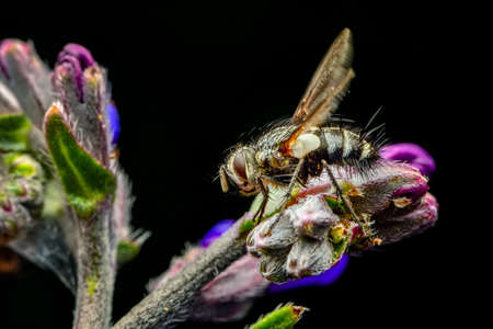 Macro shot of a fly in the garden
