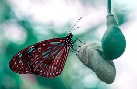 Macro shots, Beautiful nature scene. Closeup beautiful butterfly sitting on the flower in a summer garden.の写真素材