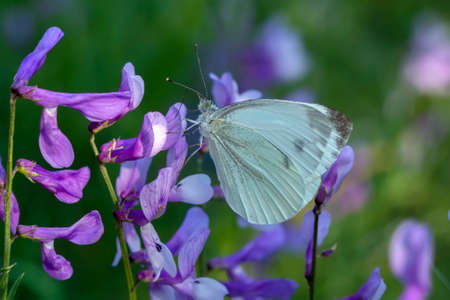 Macro shots, Beautiful nature scene. Closeup beautiful butterfly sitting on the flower in a summer...