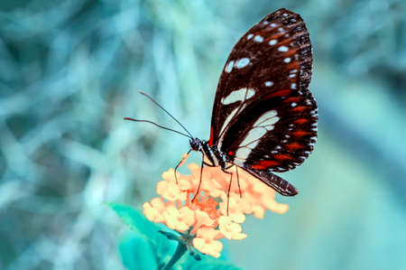 Macro shots, Beautiful nature scene. Closeup beautiful butterfly sitting on the flower in a summer garden.の写真素材