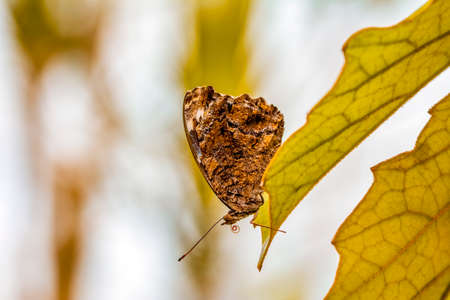 Macro shots, Beautiful nature scene. Closeup beautiful butterfly sitting on the flower in a summer...
