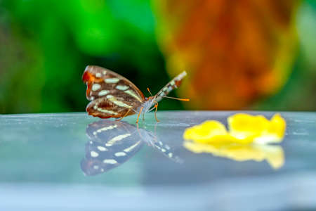 Various butterflies feed in the Butterfly House