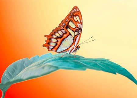 Macro shots, Beautiful nature scene. Closeup beautiful butterfly sitting on the flower in a summer garden.の写真素材