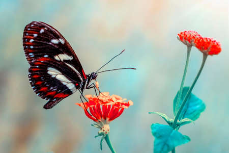Macro shots, Beautiful nature scene. Closeup beautiful butterfly sitting on the flower in a summer garden.の写真素材