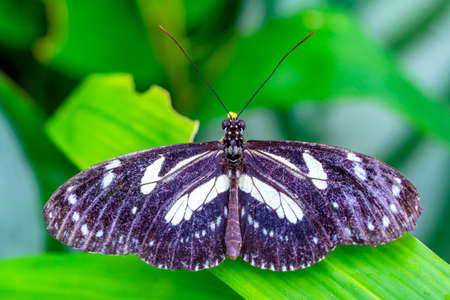 Macro shots, Beautiful nature scene. Closeup beautiful butterfly sitting on the flower in a summer garden.の写真素材