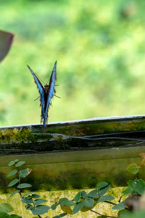 Macro shots, Beautiful nature scene. Closeup beautiful butterfly sitting on the flower in a summer garden.の写真素材