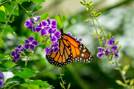 Macro shots, Beautiful nature scene. Closeup beautiful butterfly sitting on the flower in a summer garden.の写真素材