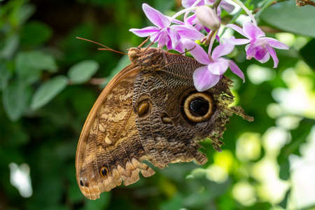 Macro shots, Beautiful nature scene. Closeup beautiful butterfly sitting on the flower in a summer garden.の写真素材