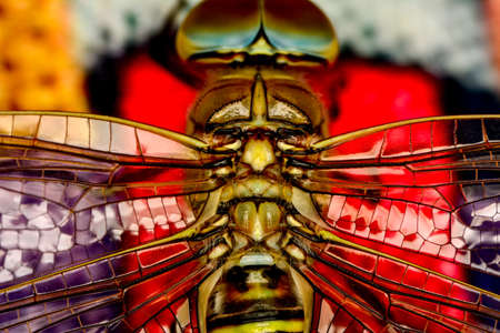 Macro shots, showing of eyes dragonfly and wings detail. Beautiful dragonfly in the nature habitat.の写真素材