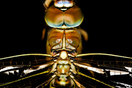 Macro shots, showing of eyes dragonfly and wings detail. Beautiful dragonfly in the nature habitat.