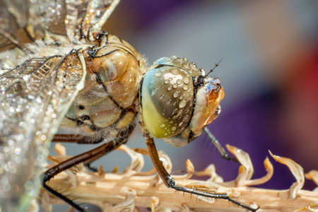 Macro shots, showing of eyes dragonfly and wings detail. Beautiful dragonfly in the nature habitat.の写真素材