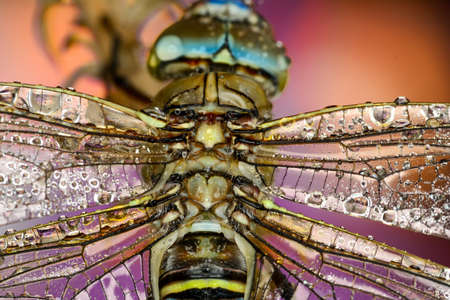Macro shots, showing of eyes dragonfly and wings detail. Beautiful dragonfly in the nature habitat.の写真素材