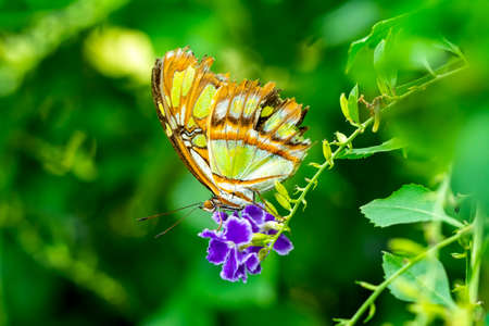 Macro shots, Beautiful nature scene. Closeup beautiful butterfly sitting on the flower in a summer garden.の写真素材