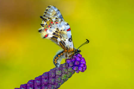 Macro shots, Beautiful nature scene. Closeup beautiful butterfly sitting on the flower in a summer...