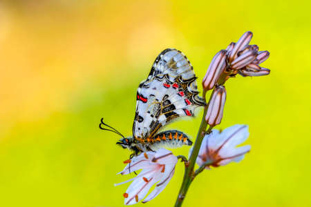 Macro shots, Beautiful nature scene. Closeup beautiful butterfly sitting on the flower in a summer garden.の写真素材