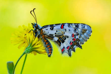 Macro shots, Beautiful nature scene. Closeup beautiful butterfly sitting on the flower in a summer...