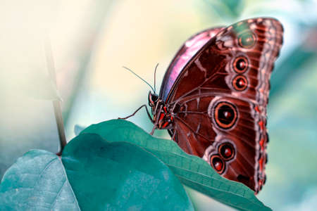 Macro shots, Beautiful nature scene. Closeup beautiful butterfly sitting on the flower in a summer garden.の写真素材