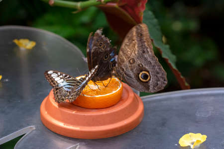 Various butterflies feed in the Butterfly House
