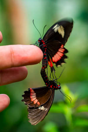 Macro shots, Beautiful nature scene. Closeup beautiful butterfly sitting on the flower in a summer garden.の写真素材