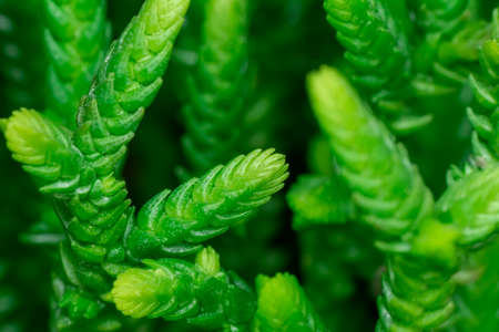 Beautiful blooming wild desert cactusの写真素材