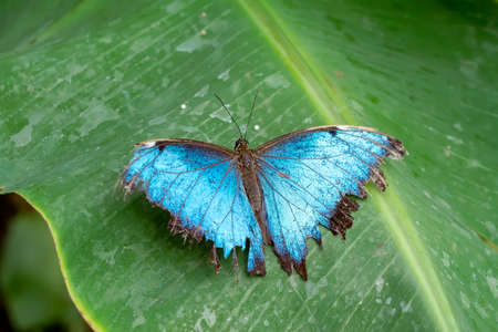 Blue Morpho, Morpho peleides, big butterfly sitting on green leaves, beautiful insect in the nature...