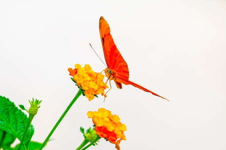 Macro shots, Beautiful nature scene. Closeup beautiful butterfly sitting on the flower in a summer garden.の写真素材
