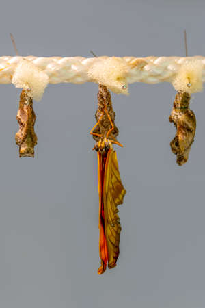 Amazing moment, Monarch butterfly emerging from its chrysalis, Butterflies farm. Sign In Different butterflies chrysalis on a branchの写真素材